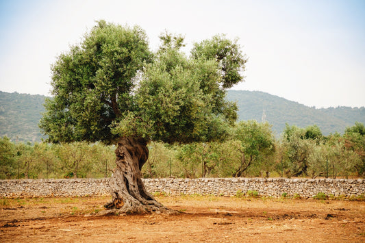 The Resilience of Palestinians & Olive Wood Trees