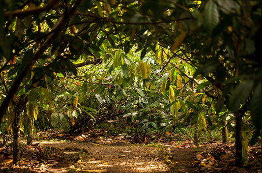 How Breeding a Cacao Tree Led to Greater Financial Stability