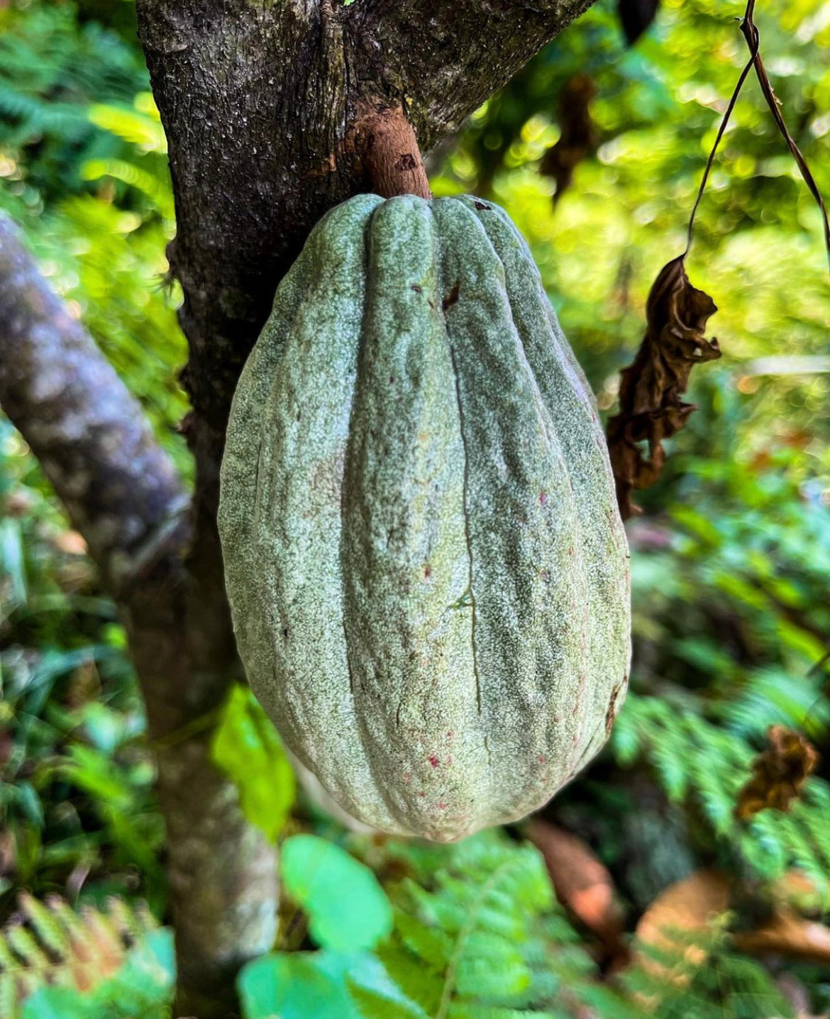 Large cocoa bean hanging from a tree. 