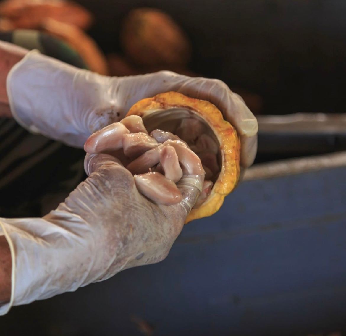 Artisans hand scraping the inside of the cocoa plant to get the beans inside. 