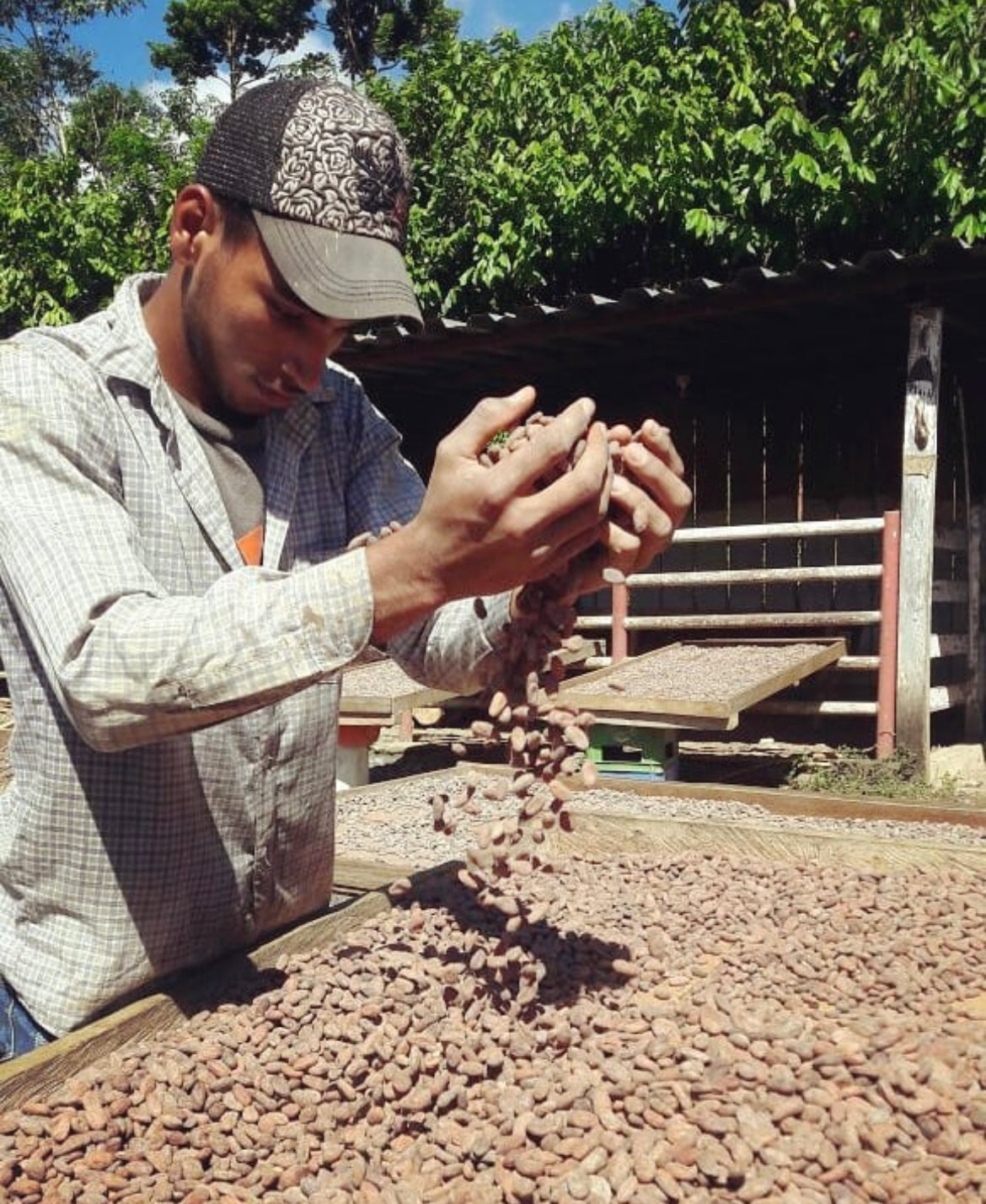 Man sifting through the beans with two hands.  